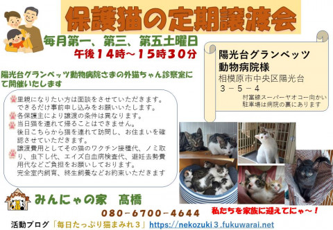 みんにゃの家　保護猫譲渡会