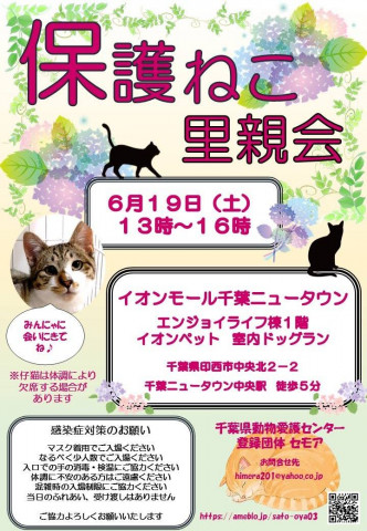 千葉県印西市開催 保護猫里親会 猫の譲渡会掲示板 ネコジルシ
