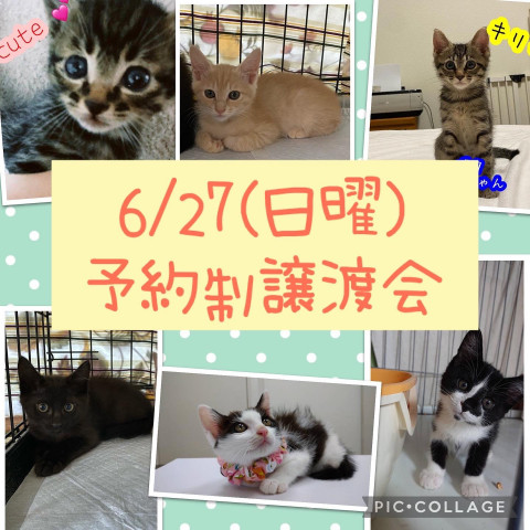 ねこ組🐾福岡　譲渡会