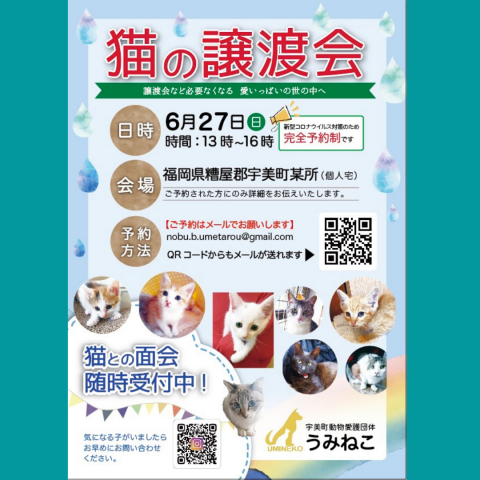 うみねこの「猫の譲渡会」