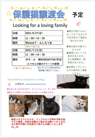 保護猫譲渡会　waiwaiドームしもつま