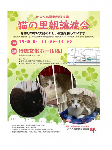 猫の里親譲渡会