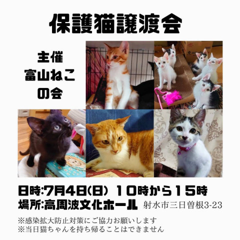 保護猫譲渡会