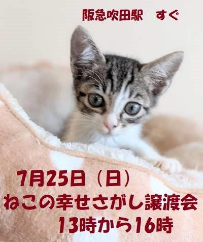 ねこの幸せさがし譲渡会