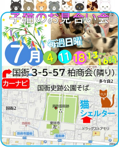 子猫のお見合い会