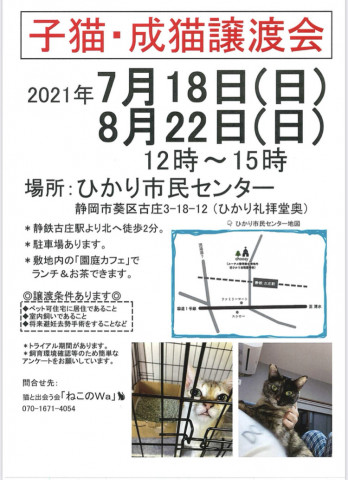 開催します！ねこのWa猫譲渡会　静岡市葵区