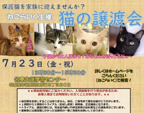 猫の譲渡会/名古屋市名東区