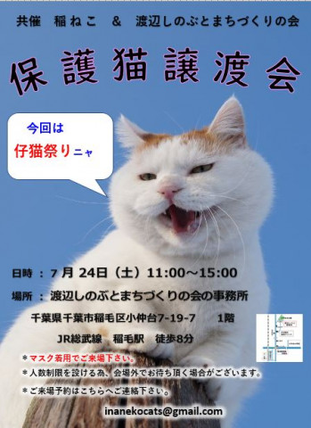 稲ねこ　保護猫譲渡会　仔猫祭りです！