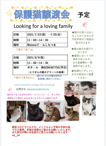 保護猫譲渡会　waiwaiドームしもつま7/22、25