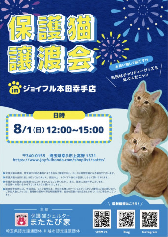 保護猫❤️譲渡会 in ジョイフル本田幸手店