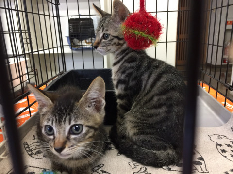 三重県津市ほんわか猫な日々子猫の譲渡会