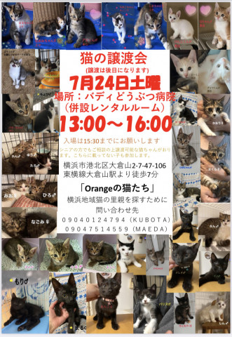 保護猫の譲渡会in横浜