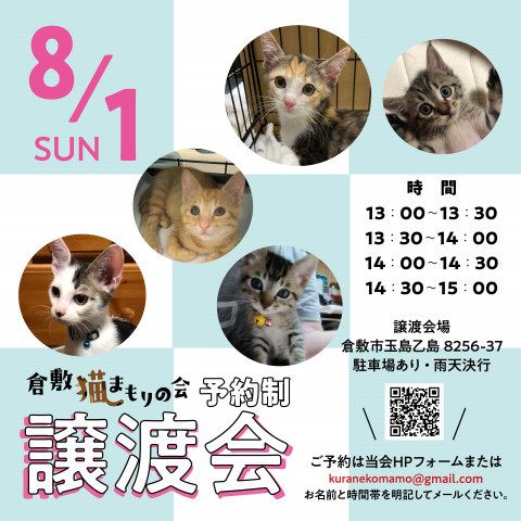 ほごっここねこの譲渡会（予約制）