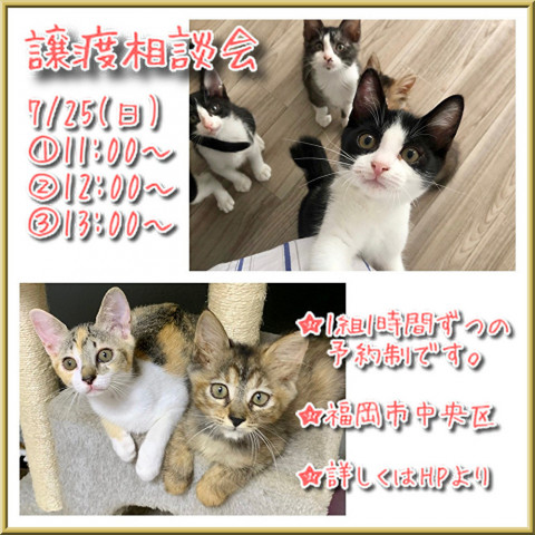 譲渡相談会〜福ねこハウス〜