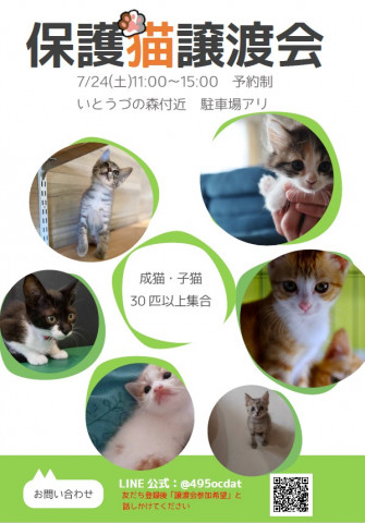 保護猫譲渡会　