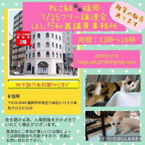 ねこ組🐾福岡　譲渡会