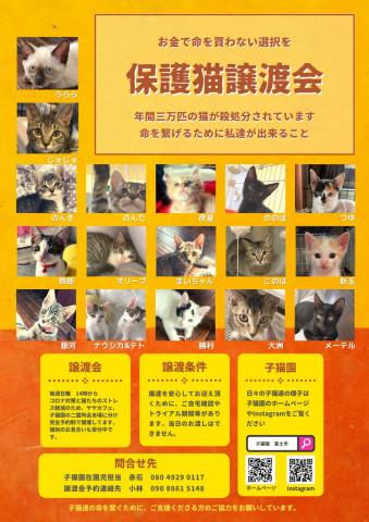 保護猫譲渡会