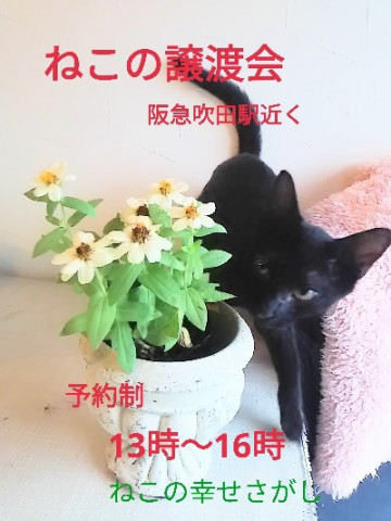 ねこの幸せさがし譲渡会　完全予約制