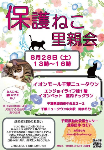 千葉県印西市開催/保護猫里親会