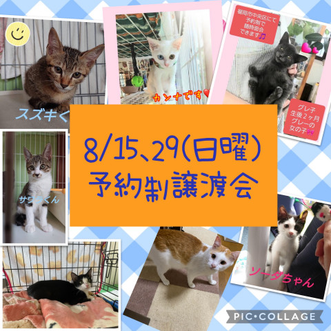 ねこ組🐾福岡　予約制譲渡会