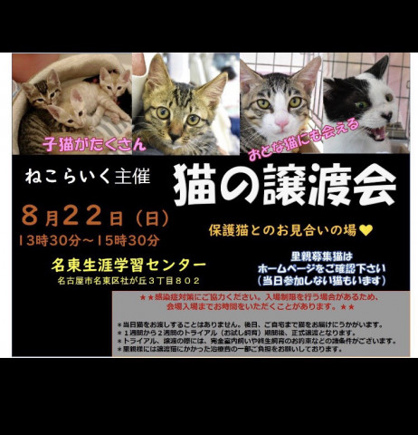 ねこらいく譲渡会