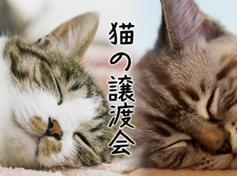 子猫だらけ26匹の譲渡会／愛知県みよし市