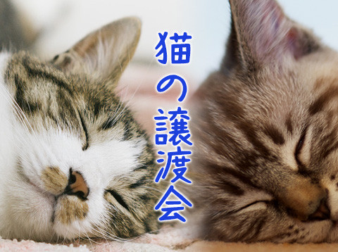 ★子猫づくめ26匹の譲渡会／愛知県みよし市