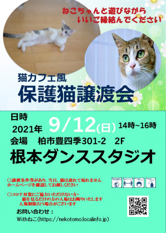 9/12(日）柏市　猫カフェ風保護猫譲渡会