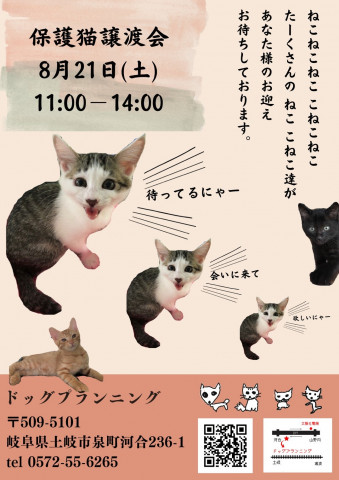 猫の譲渡会