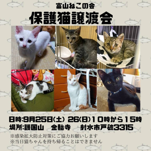 保護猫譲渡会