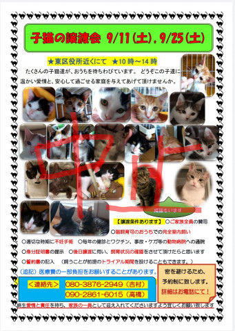 【中止決定】子猫の譲渡会