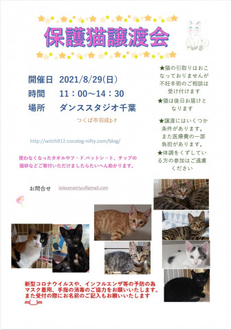 保護猫譲渡会