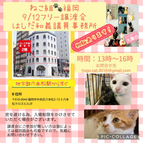 ねこ組🐾福岡　フリー譲渡会