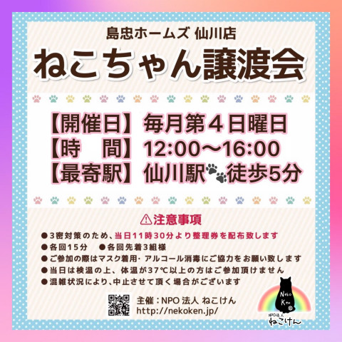 [島忠仙川店]ねこけん譲渡会