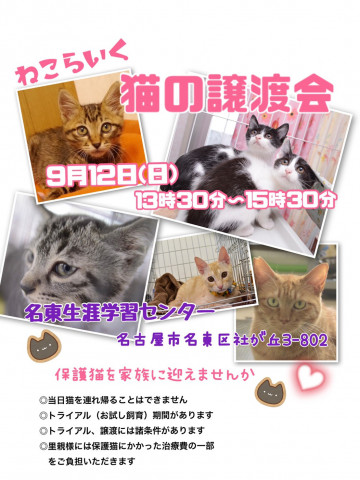 猫の譲渡会/名古屋市名東区