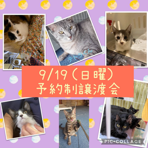 ねこ組🐾福岡　予約制譲渡会