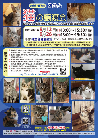 弥生台　猫の譲渡会