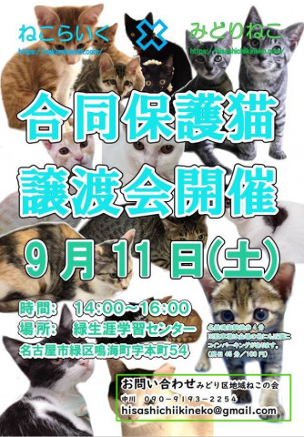 ねこらいく×みどりねこ合同譲渡会