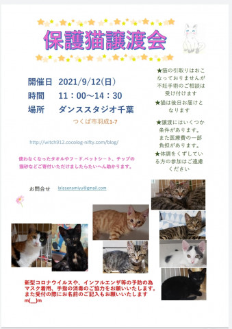 保護猫譲渡会　ダンススタジオ千葉9/12