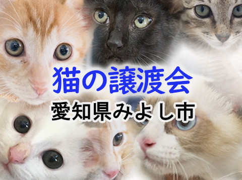 ★27匹の子猫★チビネコ譲渡会／愛知県みよし市
