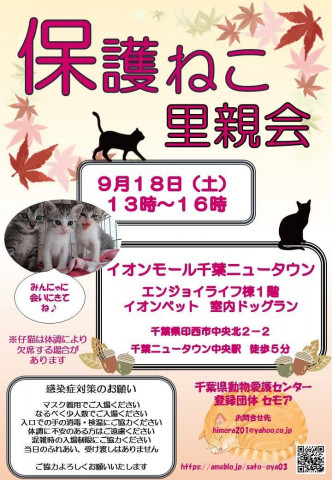 千葉県印西市開催/保護猫里親会