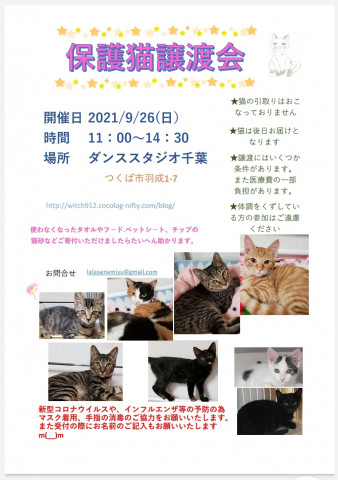 保護猫譲渡会　ダンススタジオ千葉