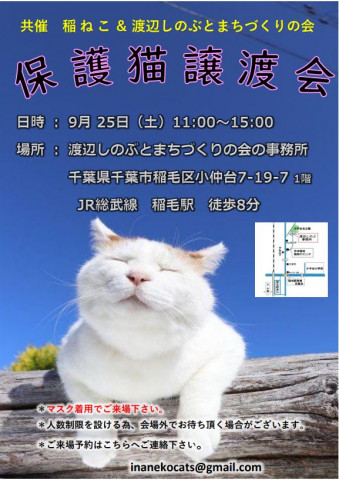 稲ねこ　保護猫譲渡会　仔猫祭りです！
