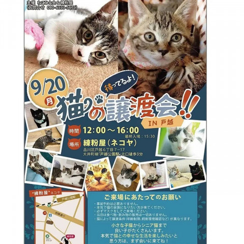 ねこの譲渡会in戸越