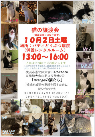 保護猫の譲渡会in横浜