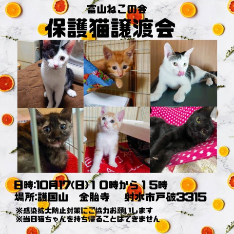 保護ねこ譲渡会