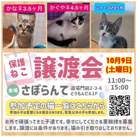 保護ねこ譲渡会inさぽらんて