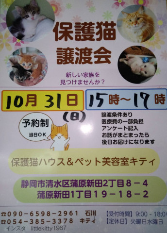 保護猫譲渡会