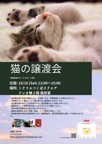 猫の譲渡会