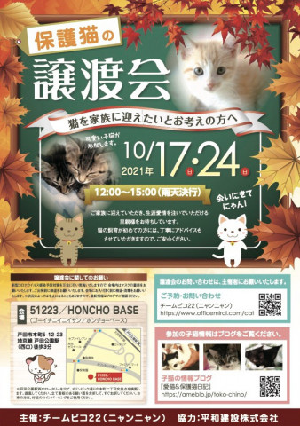 保護猫の譲渡会